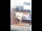高手偷拍养生馆按摩房犀利大叔各种姿势草到女技师喊肚子疼也没有射还要撸普通话对白
