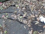 公共场合内急的美眉们找个隐蔽处就开始尿尿