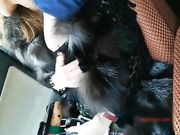 竟然不穿内裤 肥美BB露出无套内射