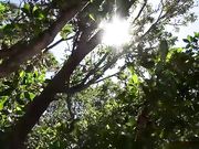 长屌光头壮汉和两个完美身材妹纸在沙滩上玩双飞